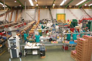 El manipulado hortofrutícola, motor de empleo en la provincia