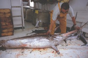 Pez espada  desembarcado por una embarcación de palangre de Carboneras.