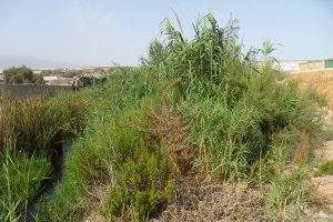 Cañaverales y vegetación en el cauce de la Rambla del Loco, en Balerma.