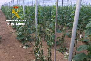 Imagen facilitada por la Guardia Civil en la que se aprecian los daños en las plantas.