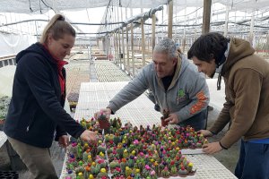Preparación de las plantas de cáctus en el invernadero.