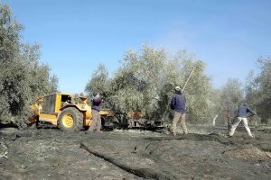 UPA exige ayudas asociadas a cultivos, como el olivar, que actualmente no se benefician de ellas.
