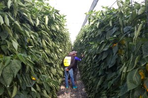 Dos agricultores observan una plantación de California amarillo en una de las fincas de HM Clause.
