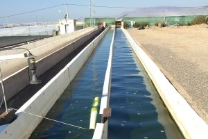 Raceway de producción de microalgas, una de las partes para convertir biomasa en fertilizantes.