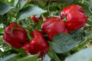 Imagen de pimientos afectados por el frío.