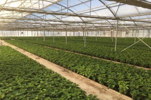 Fuente: Grupo Projar.