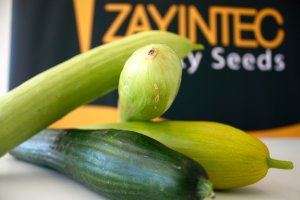 El calabacín y la berenjena son las dos hortalizas que han tenido un comportamiento más inusual debido a su alto precio durante gran parte de la camp