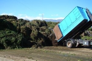 Descarga de residuos vegetales por parte de algunos camiones.