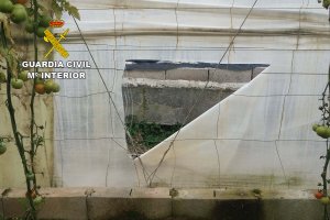 Una de las bandas del invernadero que rompió el presunto ladrón en su intento de robo. Fotografía facilitada por la Guardia Civil.