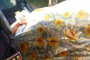 Un agente muestra la bolsa de cogollos