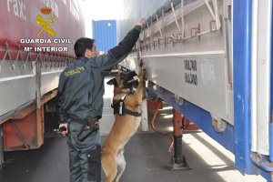 Servicio Cinológico de la Guardia Civil en el Puerto de Almería