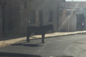 El burrito "tomando el sol" en Pescadería.