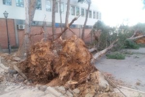 Uno de los árboles caídos en el IES Cura Valera.