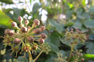 Imagen de la Hedera helix L.