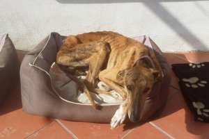 Beni es uno de los animales rescatados por la Asociación.