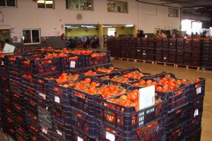 Partida   de tomates en una subasta del Poniente almeriense.