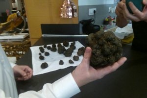 Imagen de la mayor trufa negra recogida en Almería