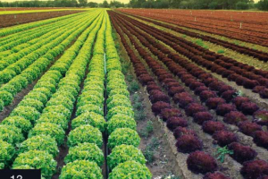 Los coordinadores de la publicación son José Vicente Maroto Borrego y Carlos Baixauli Soria.