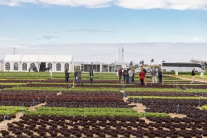 Cartagena pudo disfrutar de Knox, la características de las lechugas Rijk Zwaan premiada como mejor innovación de Fruit Logistica 2017.