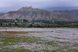 Espectacular manto de flores en Tabernas, en una foto de Lucas Gutiérrez. Fuente: SERBAL