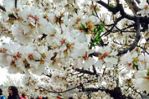 Imagen de los almendros en flor.