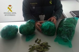 Hojas de coca decomisadas
