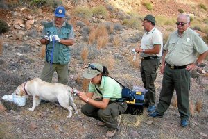 Agentes de Medio Ambiente de la Unidad Canina, tomando pruebas sobre el terreno.