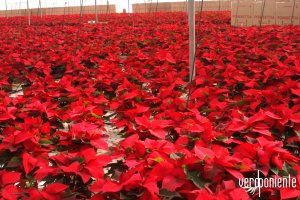 Vivero de poinsetia o "flor de Pascua" en Almería.