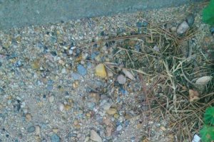 Procesionaria en una calle de la capital.