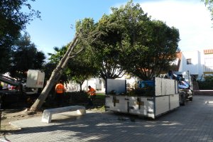 Operarios retirando el pino caído en la Plaza Zenete.