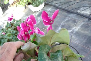 Los geranios, petunias, alegrías o pensamientos son plantas que florecen de forma escalonada entre febrero y octubre.