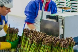 El  espárrago  permitirá a Unica Group crecer en producción y diversificación.