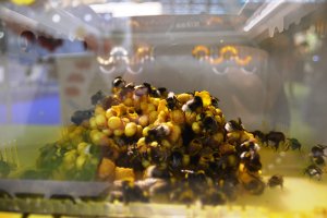 Colmena de Agrobío presentada en la pasada edición de Infoagro Exhibition.