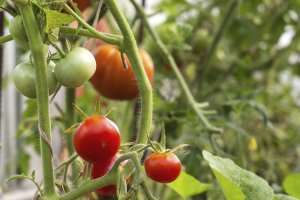 Tomates en maduración.