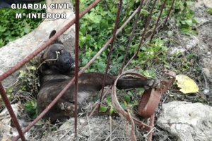 Imagen del perro, con la pata atrapada en el cepo.