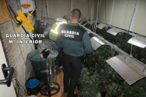 Droga cultivada por los detenidos.
