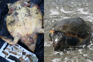 Plásticos extraídos de la tortuga junto a su cadáver y, a la derecha, el animal en la orilla donde llegó. Fotos de Equinac.