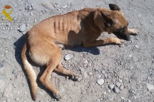 Uno de los perros localizados por la Guardia Civil.