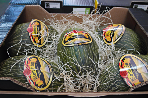 Melón Bombón, uno de los principales piel de sapo de Grupo Agroponiente.