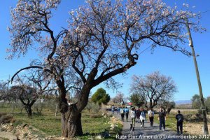 Cultivos de almendro en la provincia de Almería.