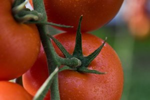 El tomate, el producto más venerado de la agricultura almeriense.