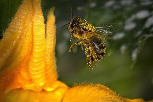 Los abejorros polinizan las flores al transportar el polen de los estambres al pistilo de cada flor.