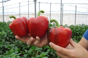 La campaña del pimiento California se ha cerrado ya