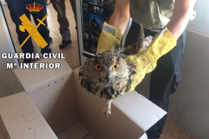 Búho rescatado por la Guardia Civil.