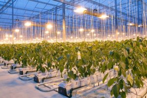 Los refugiados sirios aprenderán técnicas de cultivo hidropónico gracias a un acuerdo entre el gobierno holandés y el jordano.