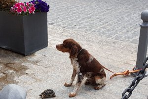 Tete, junto a una tortuga mora durante la demostración realizada en Jaén.