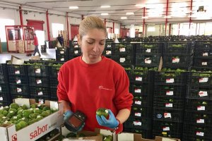 CASI, Agrupalmería, Biosabor, La Palma y la casa de semillas Clause firman una alianza para un tomate raf oscuro.