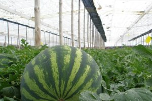 Las bajas temperaturas parece ser la causa de la escasez de la demanda del melón o la sandía en Europa.