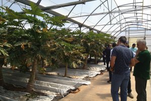 Un grupo de interesados visita una de las fincas experimentales de la Estación "Las Palmerillas" de Cajamar.