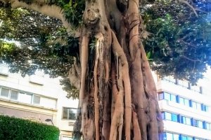 Imagen del ficus centenario, un icono de la capital, situado en pleno Paseo de Almería.